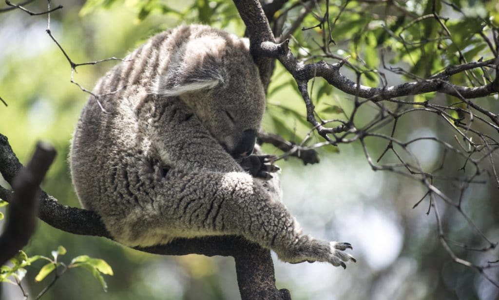 koala au taronga zoo à sydney en australie