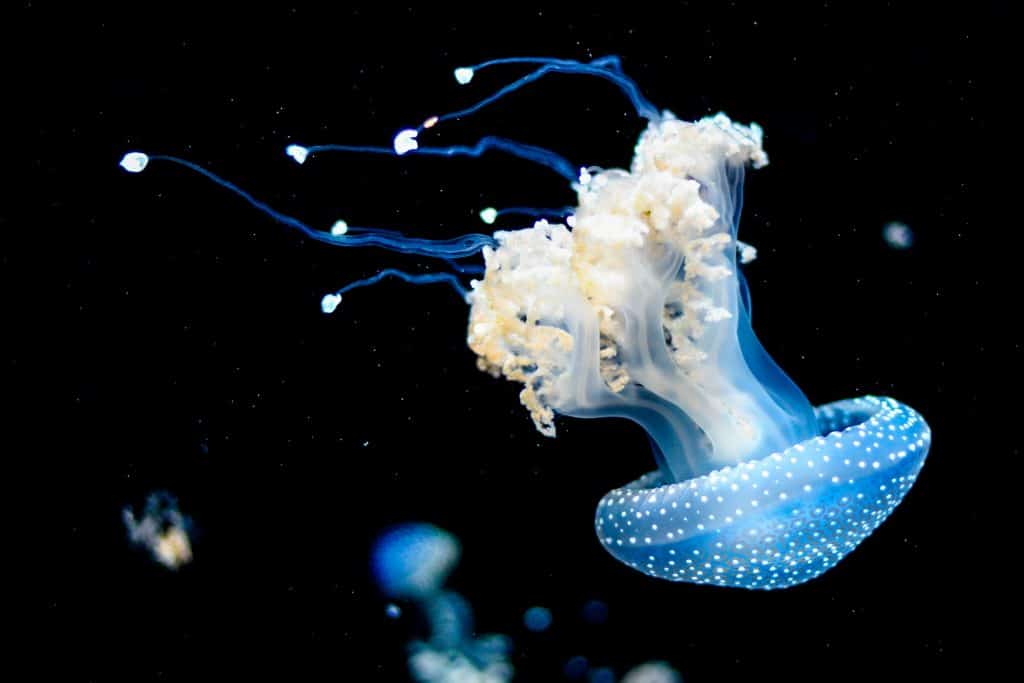 Jelly blubber, méduse en Australie