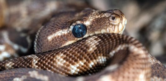 Guide Complet sur les Serpents en Australie : Espèces, Sécurité et Statistiques