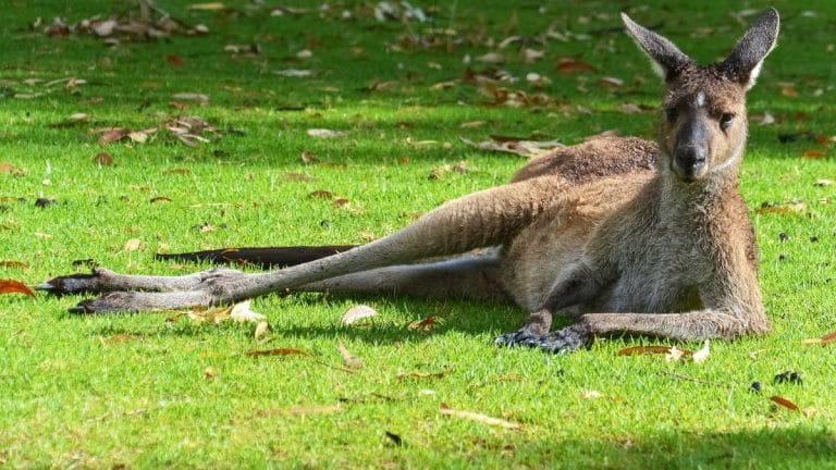 Travailler dans un refuge animalier en Australie