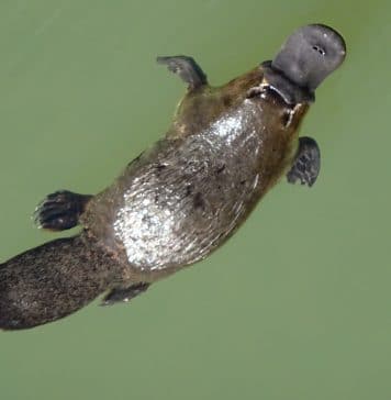 L’Ornithorynque (Platypus) en Australie : Un mammifère unique et fascinant