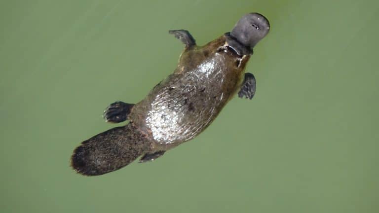 L’Ornithorynque (Platypus) en Australie : Un mammifère unique et fascinant