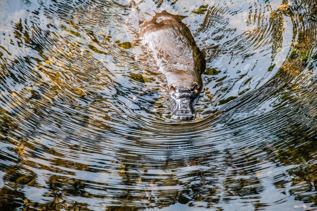 platypus dans l'eau dans une rivière en australie