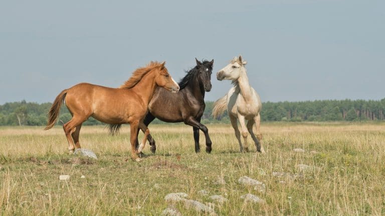 Travailler avec des chevaux en Australie