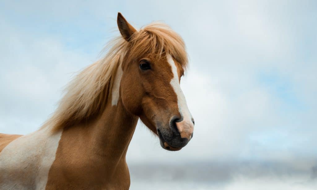 Comment trouver un job avec les chevaux en Australie