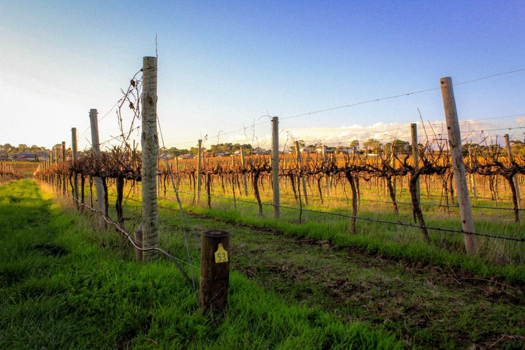 Domaine viticole dans la fleurieu peninsula en Australie du Sud, une région à découvrir lors de votre voyage en Australie.