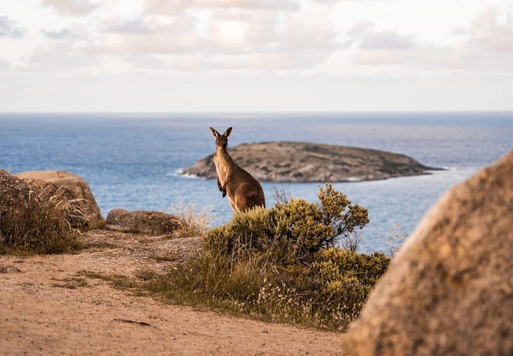 kangourou sur le bord du rivage, dans la péninsule Fleurieu dans le sud de l'Australie