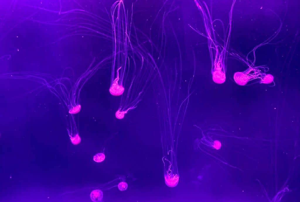 Meduses dans un aquarium en Australie