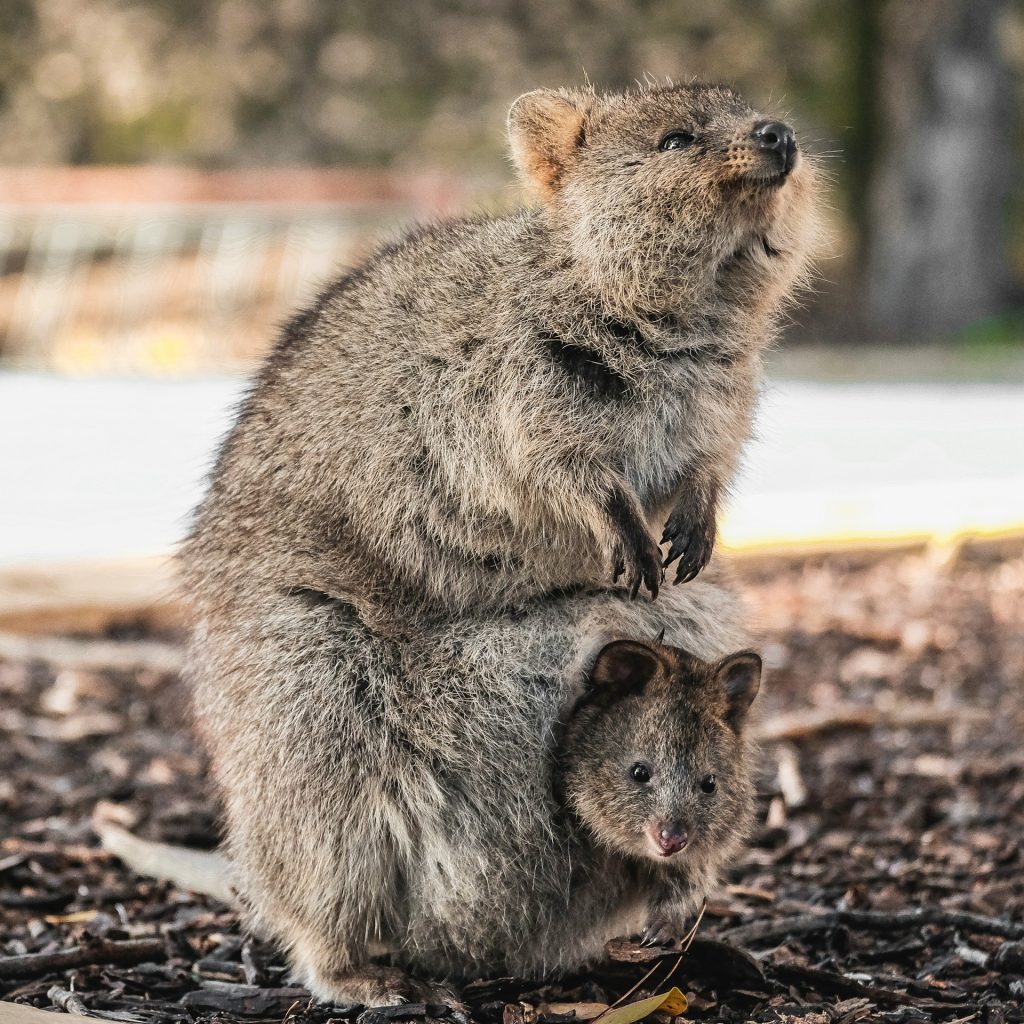 Quokka avec son bébé sur l'île de Rottnest Island dans la région de Perth en Australie