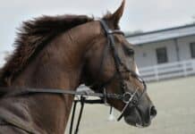 cheval de course australie