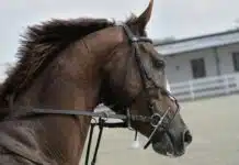 cheval de course australie