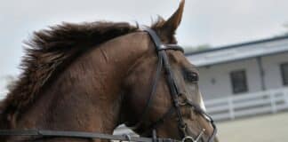 cheval de course australie