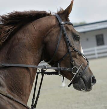 cheval de course australie