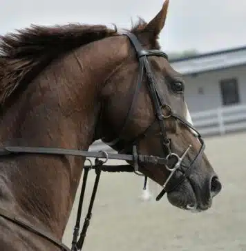 cheval de course australie