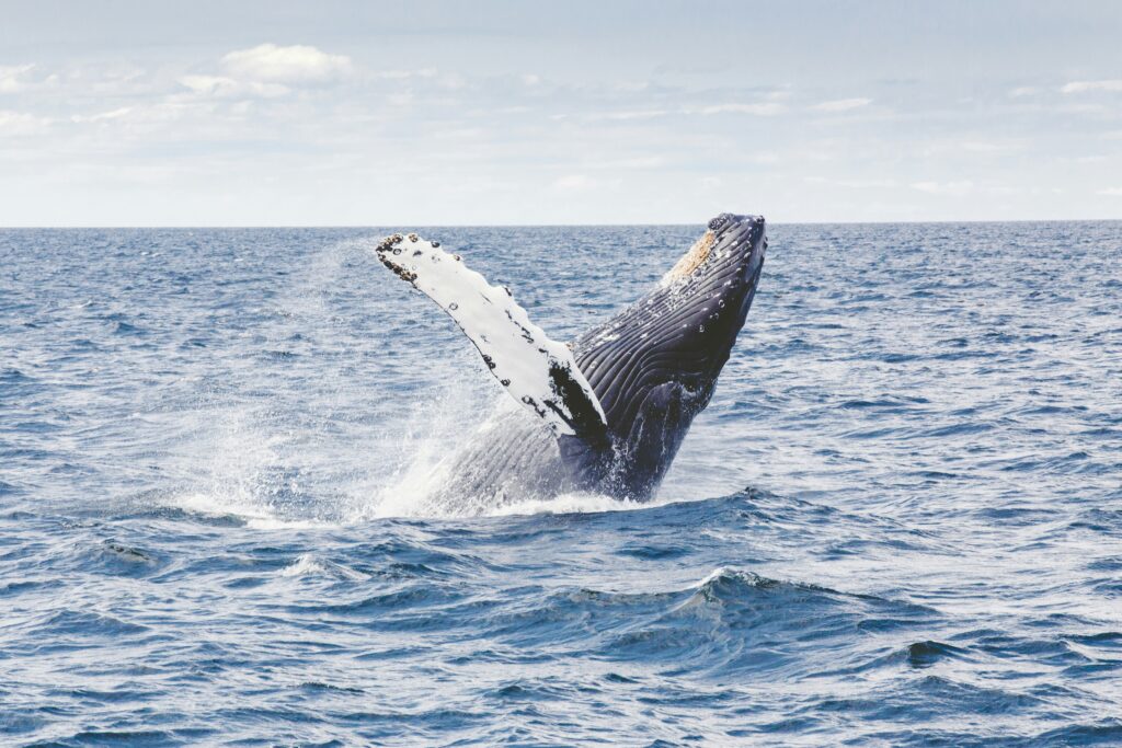 Baleine Perth Australie
