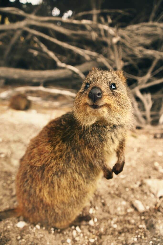 Quokka Rottnest Island Australie
