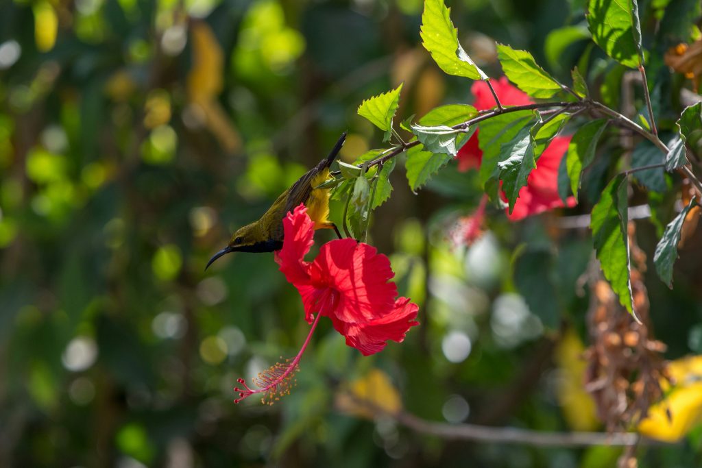 Faune et flore de Fitzroy Island Australie