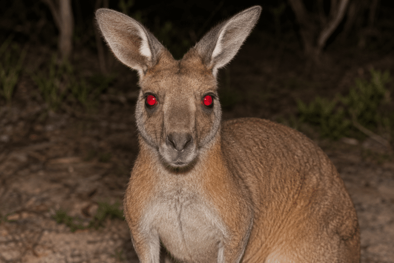 20 + (fausses) bonnes raisons de ne PAS partir en Australie